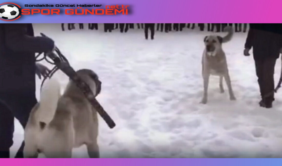 Erzurum’un Horasan ilçesinde, köpek dövüşü yaptıran ve bunu sosyal medyada