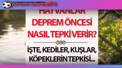 Doğanın Duyarlılığı: Hayvanların Deprem Algısı Kediler: Güvenli Alan Arayışı Kediler,