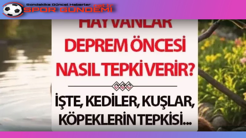 Doğanın Duyarlılığı: Hayvanların Deprem Algısı Kediler: Güvenli Alan Arayışı Kediler,